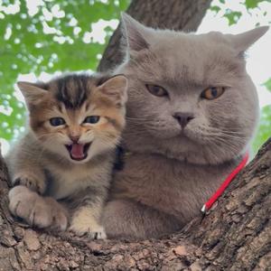 乃乐妈妈👩头像