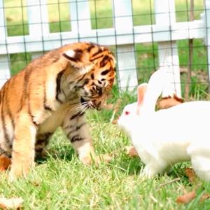 马家庄动物园官方号头像