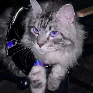 The Miracle of Love头像