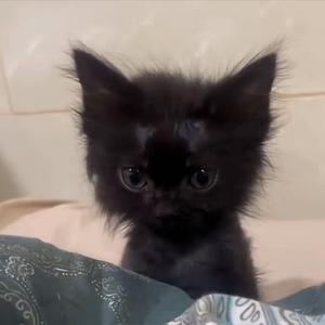 香香和她的猫头像