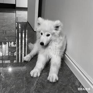 小七-2025.7.24头像