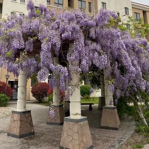 美文诵读_紫蔷薇头像