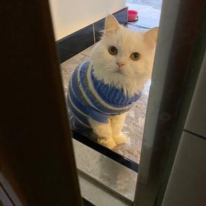 🍊克里斯橙头像