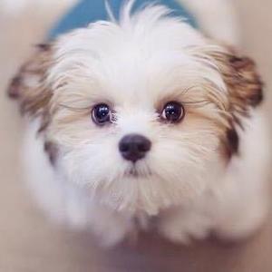 十八、萌宠头像