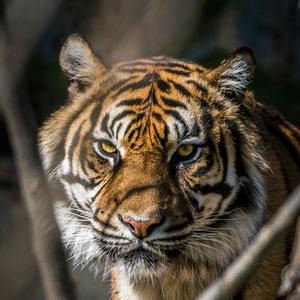 乌蝇哥 不吃内脏头像