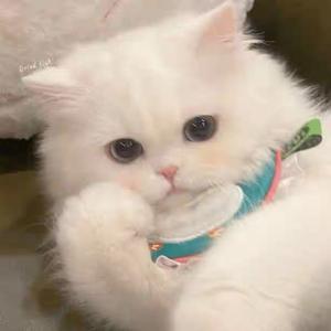 攒月亮的六便士头像