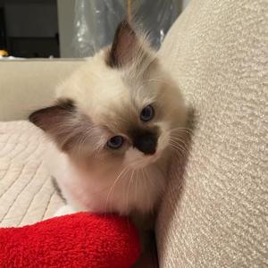 黑豆的铲屎官头像