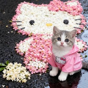 外卖大鹅神劵头像