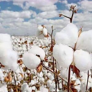 达州 丽春花特柔棉花被头像