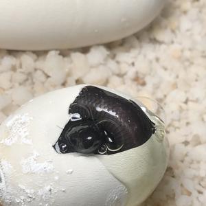 幼萌小宠物馆头像