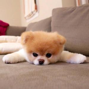 念旧人（配音号）头像