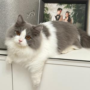 Topys成长记头像