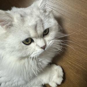 可爱小咪咪头像