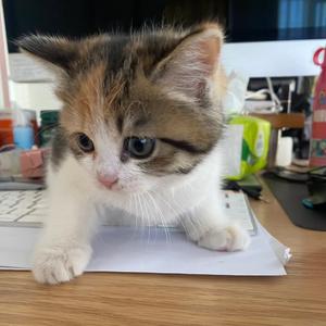 甜甜爱睡觉头像