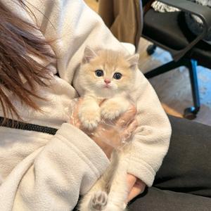 龙城汪喵（看宠打主业☎️）头像