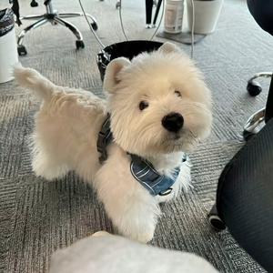 小顶.1103头像