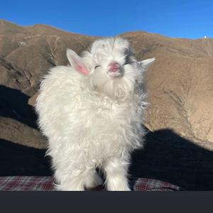鸡腿饭吃到吐头像