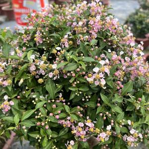 屿宁馨赏花卉园艺头像