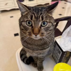 小可和咪咪头像