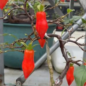 诗语盆栽—魏刚头像