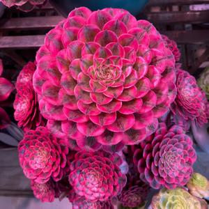 晨曦姐姐（y h）