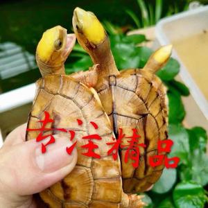 🐢龜來金運🔜『吴掌柜』🐢头像