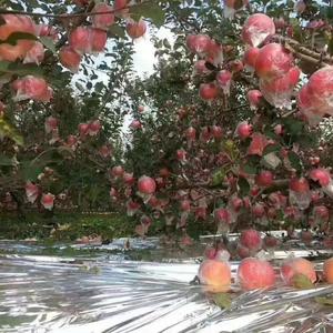 辰鲜水果铺头像