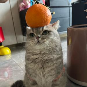 阿旺家橘子园头像