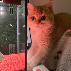 小七叮当猫头像