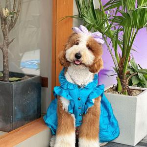 汪汪小小苏头像