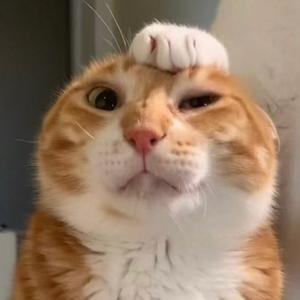 天亮了记得看月亮头像