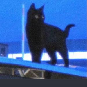 𝙎𝙐𝙋𝙀𝙍𝙎𝙏𝘼𝙍✮头像