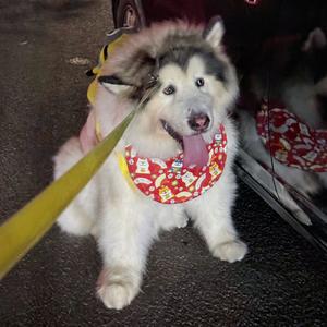 炮炮是居不是猪头像