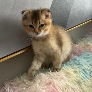 圆宝·小犟头像