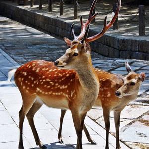 鹿路有你（明宇农副产品)头像