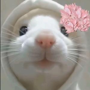 Rosy.芜露辞头像