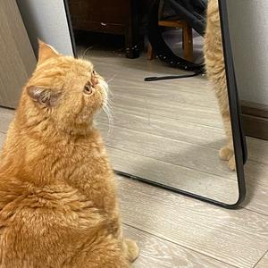 一口团子与来财汪汪头像