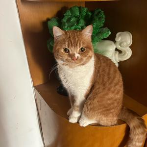 多猫🐱家庭啊头像