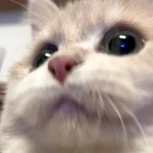 money爱吃又🧸头像