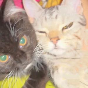 少一些心柿头像