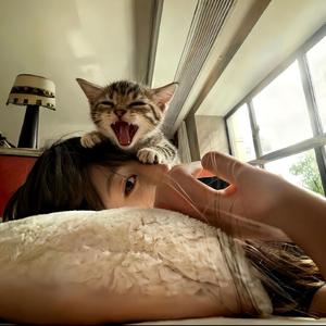 我才没心柿头像