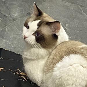 魔仙堡在逃翠花头像