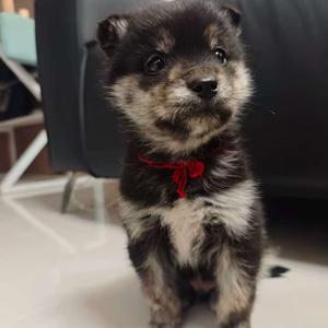 一百是条狗头像