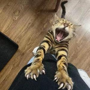 如果你也叫瓜瓜头像