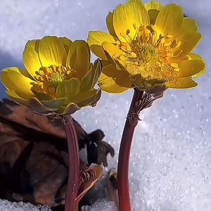 Bingning. Bestow头像