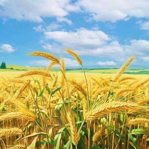 旅行的意义头像