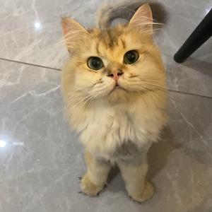 猫猫大圣代头像