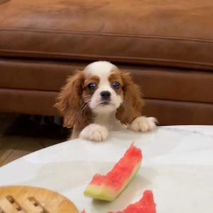 傲娇小狗薯条头像