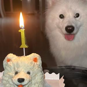 胖达宠物烘焙头像