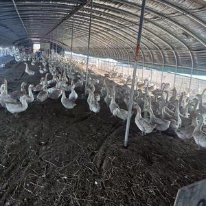 东北老吴农产品头像